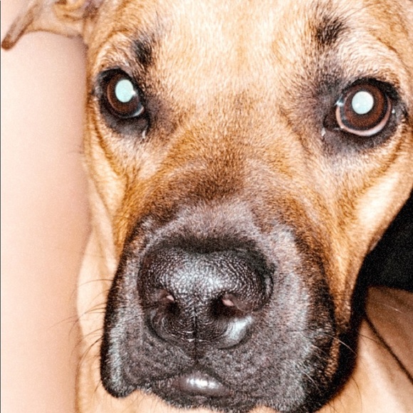 kenziepointer